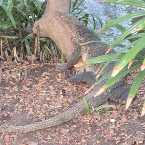Un varan dans l’herbe du parc Lumphini à Bangkok