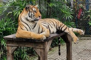 Un tigre allongé sur une table en bois au Tiger Park de Pattaya