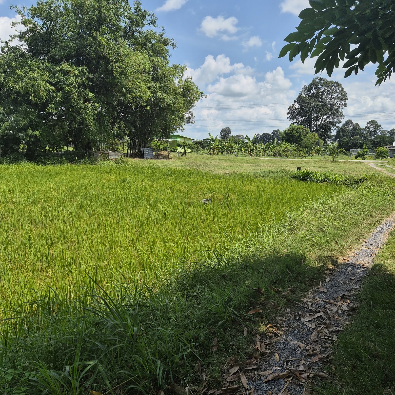 Bang Krachao by bike: a day in Bangkok’s green lung