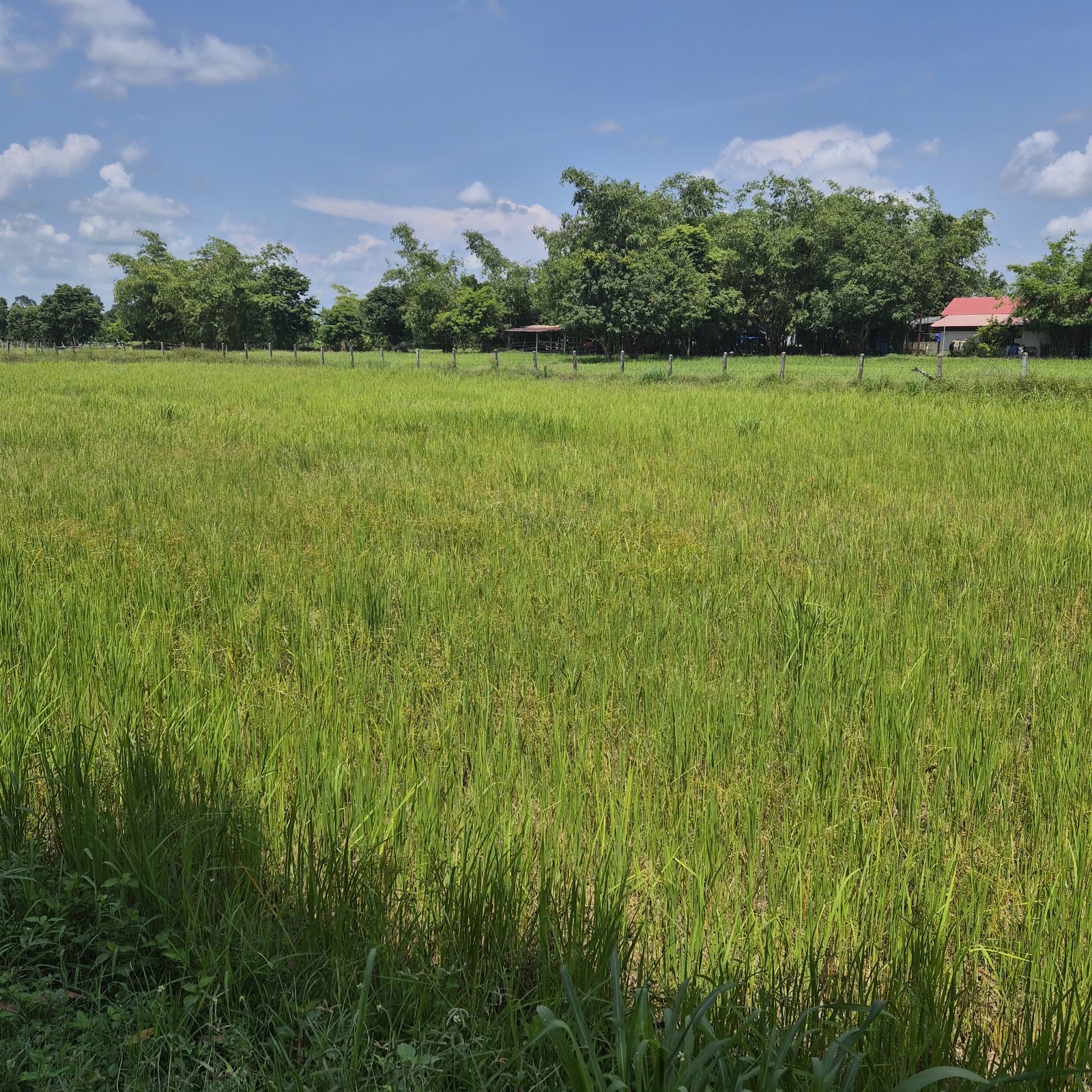 Khao Yai National Park from Bangkok: a practical guide